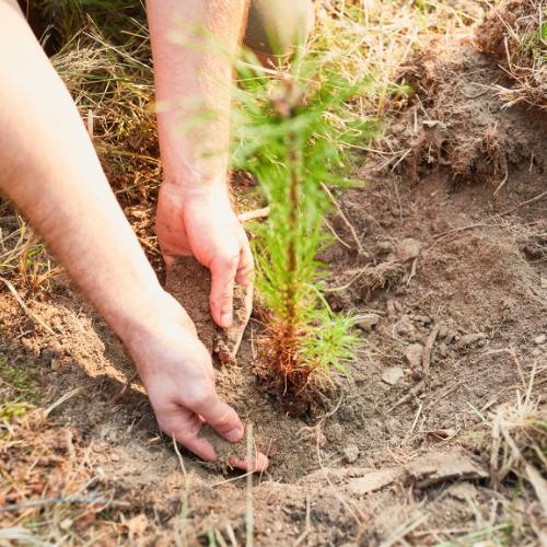 Planting a tree