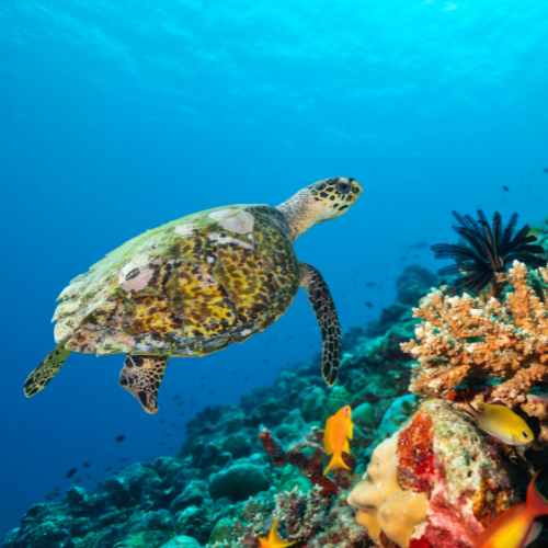Turtle and coral