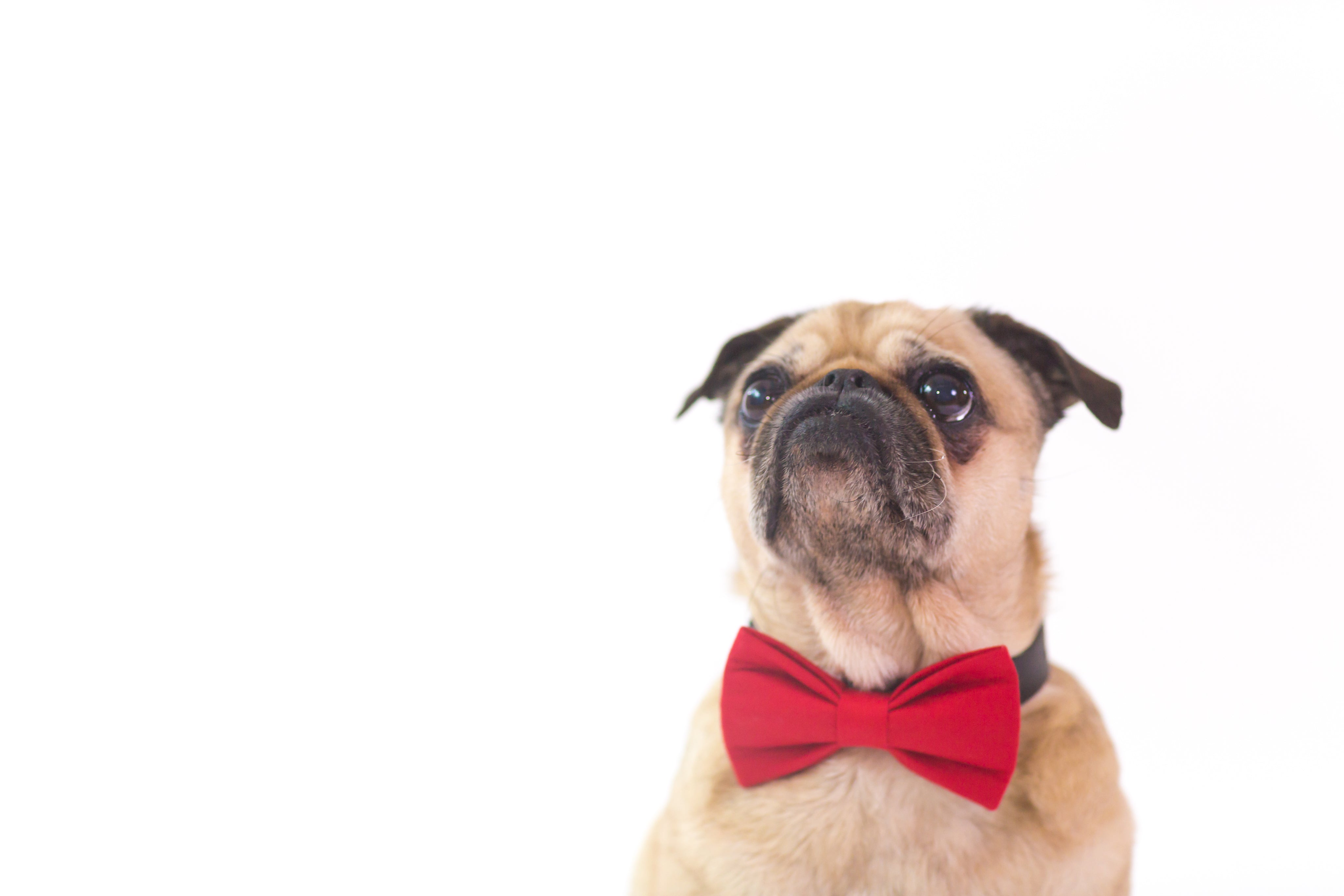 Handsome dog in a bowtie