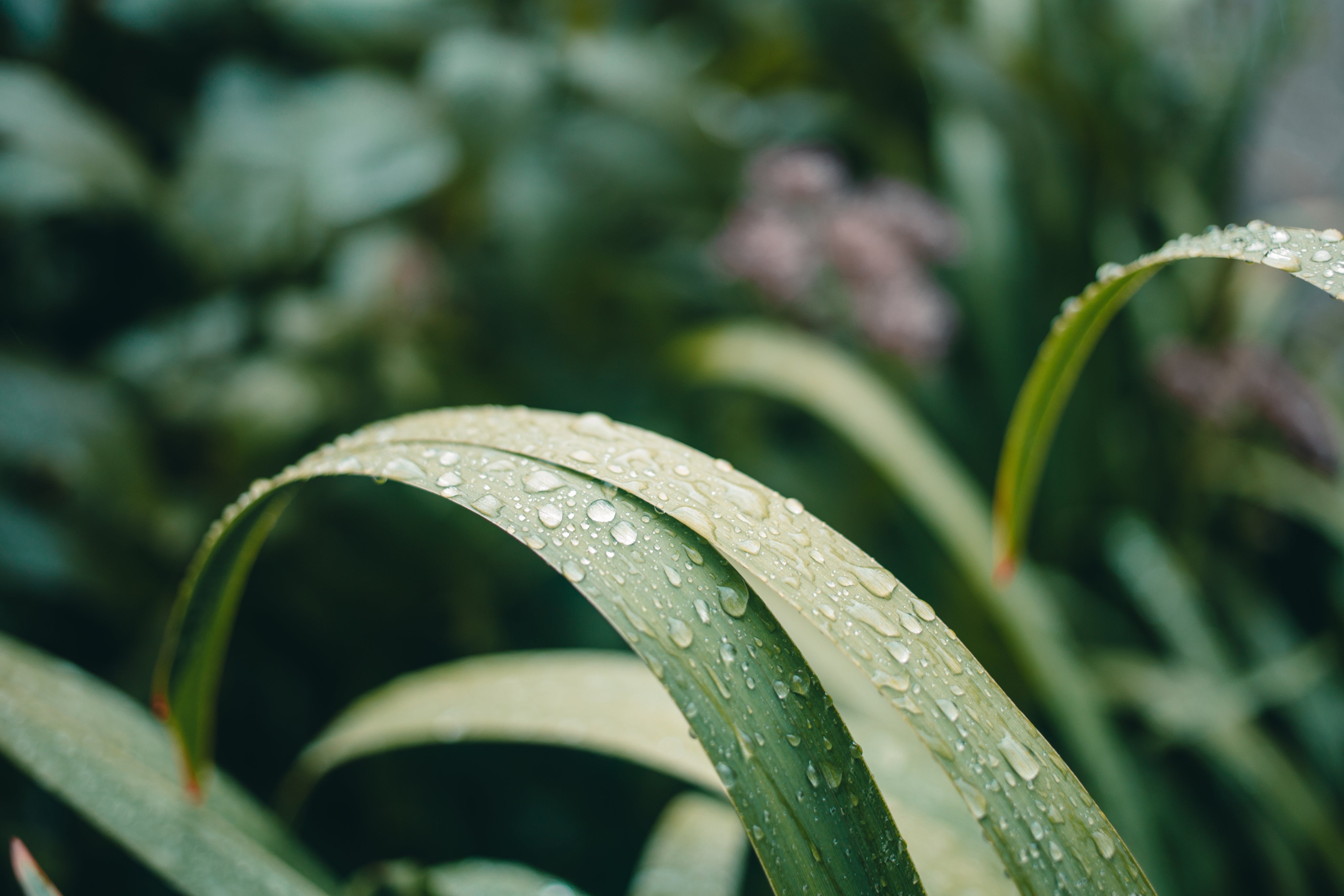 Droplets on leaves in nature
