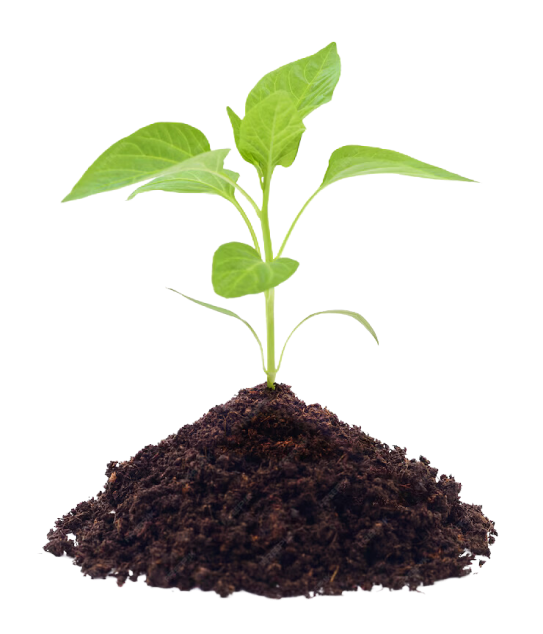 young sprout