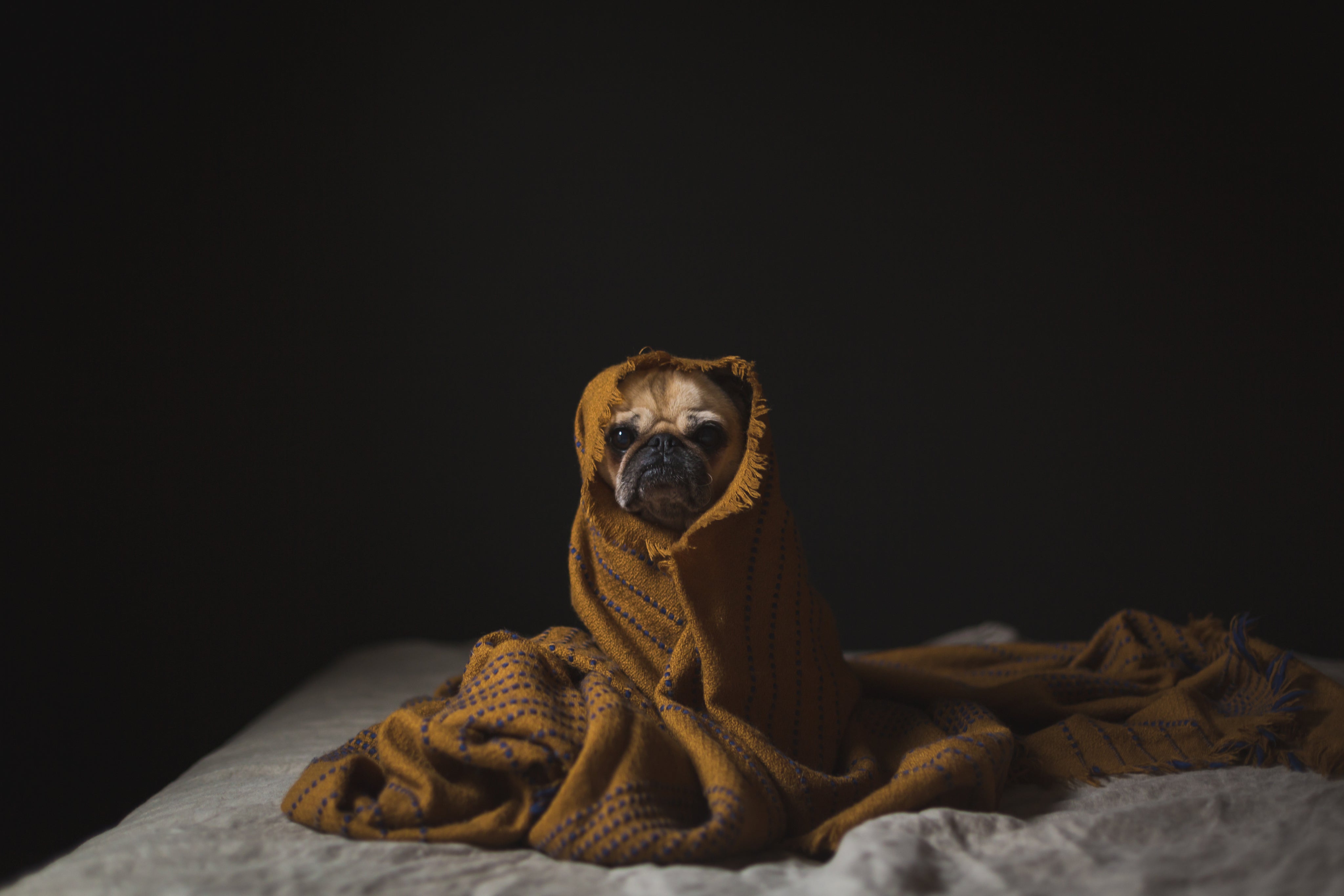 Very content pug wrapped up in bed
