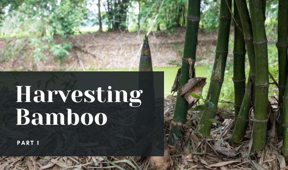 How Greenleaf Bamboo Sheets are Made | Part 1: Harvesting Bamboo