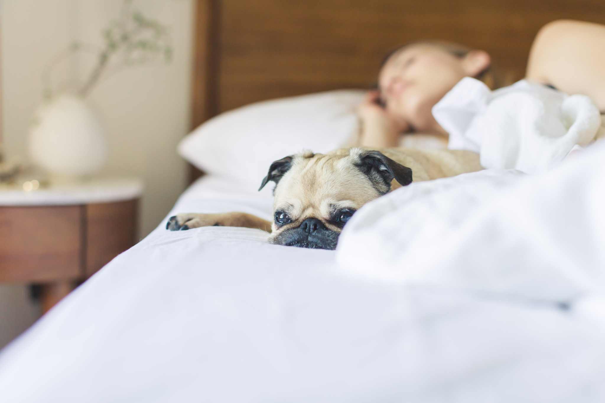 Bamboo Bedding On Sale