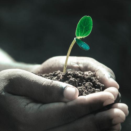 hands holding a tree sprout