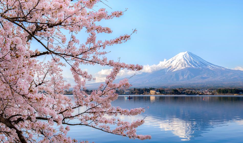 Mount Fuji with Cherry blossoms